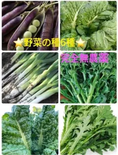 野菜の種⭐️6種セット⭐️完全無農薬