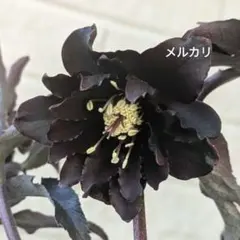 2026年最新】クリスマスローズ ブラックマジックの人気アイテム - メルカリ