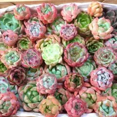 z多肉植物エケベリア〈カット苗〉☆寄植えMIXサイズ色々☆