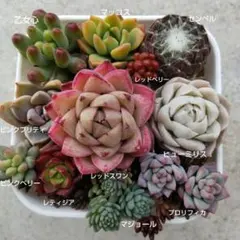 ゆかりん様 リクエスト 2点 まとめ商品