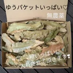 [햇볕에 말린 것] 일본 참나무 잎 패킷 듬뿍 ♡