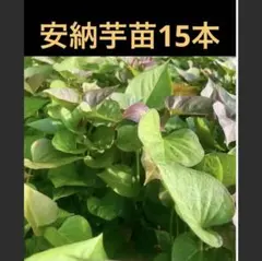 安納芋苗15本送料込み