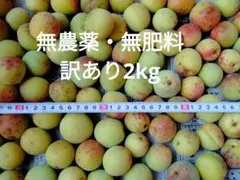 訳あり 無農薬 無肥料 梅 約2kg 加工用 梅干し梅酒 宮城県産 7/7収穫のサムネイル