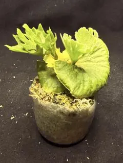 ビカクシダ P.Ridleyi dwarf silvery sporelingのサムネイル