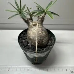 パキポディウム グラキリス 発根済み　塊根植物 コーデックスのサムネイル