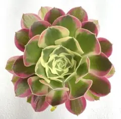 韶華錦♡ 抜き苗 アエオニウム 多肉植物 - メルカリ