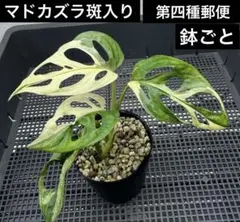 ラベンダーおじさん様 リクエスト 2点 まとめ商品