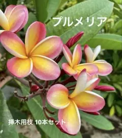 2026年最新】プルメリア枝の人気アイテム - メルカリ