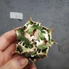 アガベ チタノタ オテロイ 包心竜 コンパクト OC株 ボールタイプ 24