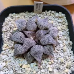 ハオルチア韓国苗 ピクタ実生中苗 多肉植物 ポコ多肉 - メルカリ