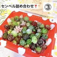 2026年最新】センペルビウムセットの人気アイテム - メルカリ