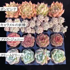 ス*ん様 4種類セット E0009×16苗 土付き 多肉植物 エケベリア 韓国苗