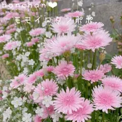 まる様 リクエスト 3点 まとめ商品