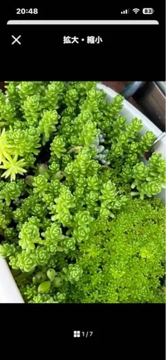 セダム 寄せ植え その他多肉植物 詰め合わせのサムネイル
