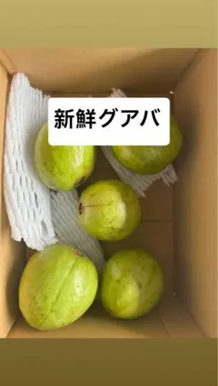 プロフィール必見　台湾の梨グアバです❗️硬いグアバ❗️5キロ箱込み　送料無料 2026年最新】グアバ梨の人気アイテム - メルカリ