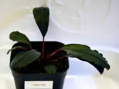 《宅急便発送》ブセファランドラ『アンダーレッド』【水上葉・無農薬栽培】のサムネイル