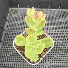 キウイ 花粉 ゴールドキウイフルーツ 雄花 花粉 受粉用 ゴールデン 50