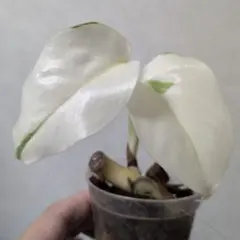 몬스테라 보르시지아나 화이트 타이거 묘목 메르카리 배송