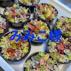 2026年最新】寄せ植え 多肉 そのまま飾れるの人気アイテム - メルカリ