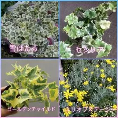 大人気アイビー雪ほたる&セシリア&ゴールデンチャイルド＋ユリオプスデージー挿し穂のサムネイル