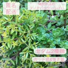 【パックいっぱい】セダム 2種類 セット カット苗＆抜き苗 匿名配送　多肉植物