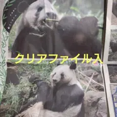 Item thumbnail for item be96b1da-1f31-4890-ac9e-1894e095aa3c