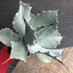 アガベ　テマカプリネンシス