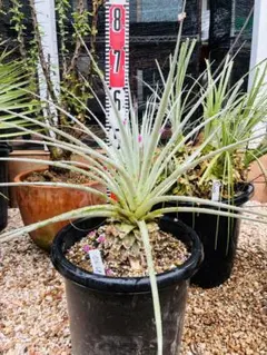 2025年最新】プヤ セルーレアの人気アイテム - メルカリ