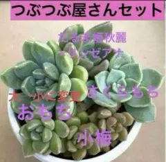 つぶつぶ屋さんセット　4種　　だるま姫秋麗交配種のサムネイル