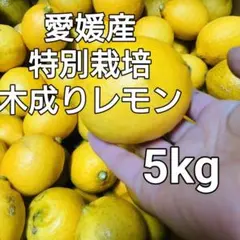 木成りレモン5kg特別栽培愛媛産のサムネイル