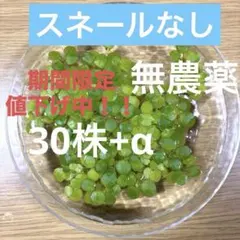アマゾンフロッグピット 無農薬 スネール無し 6株 - メルカリ