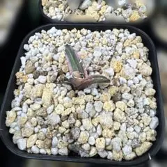 アガベ チタノタ 白鯨錦 縞斑 子株のサムネイル