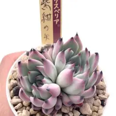 m*o様 【極上苗】ミックスベリア 紫紺の矢 多肉植物 おらいさん 自家繁殖苗