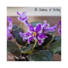 hinanami様 リクエスト 2点 まとめ商品