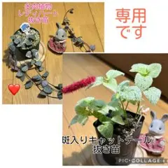 多肉植物　レディハート（斑入りハートカズラ）　抜き苗　根付き　タキシードサムのサムネイル