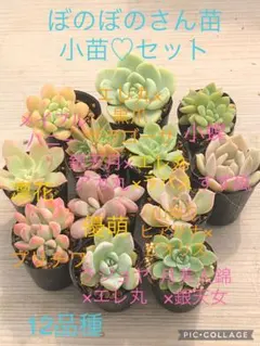 アガ丸　痛丸　ソフビ　アガベ　レフトボタニカル　鉢 アガ丸 痛丸 ソフビ アガベ レフトボタニカル 鉢 Amazon.co.jp