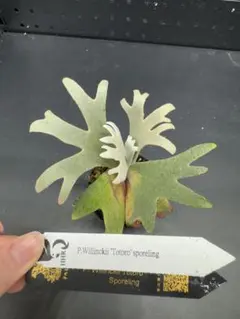 ビカクシダ YMDS Totoro HHRナーセリータグ付け #402 - メルカリ