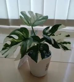 4【大人気殺到】新品 IKEA フェイカ人工観葉植物 鉢カバー付きモンステラのサムネイル