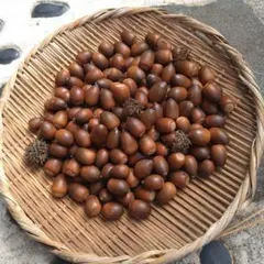 どんぐり 工作素材 天然素材