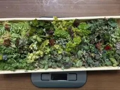 多肉植物 詰め合わせ 150g カット苗 匿名発送