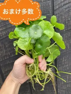 ③ウォーターコイン15株　おまけ付きのサムネイル