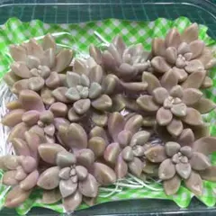 もちもちミルキーホワイト様 リクエスト 2点 まとめ商品