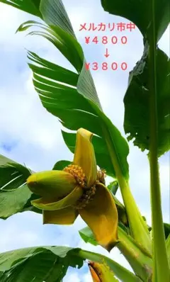 大苗80cm◇蜜味。マリオンナムワ＝バナナ苗◇圧倒的糖度◇永久資産価値
