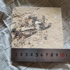 希少】アメリカ ワイオミング州 絶滅古代魚の良質化石 ⑬ - メルカリ