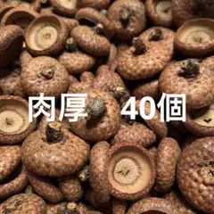 【B】　40個 レッドオークドングリ帽子