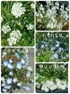 秋まきの青と白の草花オルレア、オンファロデス、ネモフィラ、忘れな草、アリッサム