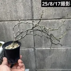 2025年最新】デカリア マダガスカリエンシスの人気アイテム