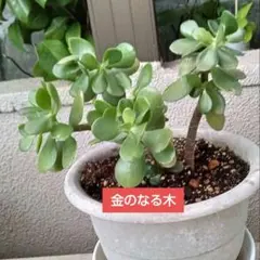 金のなる木のサムネイル