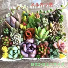 多肉植物♡おまかせ韓国苗　セダム詰め合せ♡ちまちま寄せ植えカット苗セットr