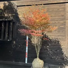 gonchan 超絶品。山採りドウダンツツジ1.5M(鉢底から)◎根回し済 gonchan様専用 超絶品。山採りドウダンツツジ1.5M(鉢底から)◎根回し済